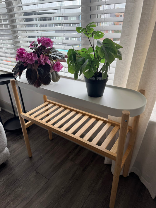 Pothos in Matte Black Cylinder
